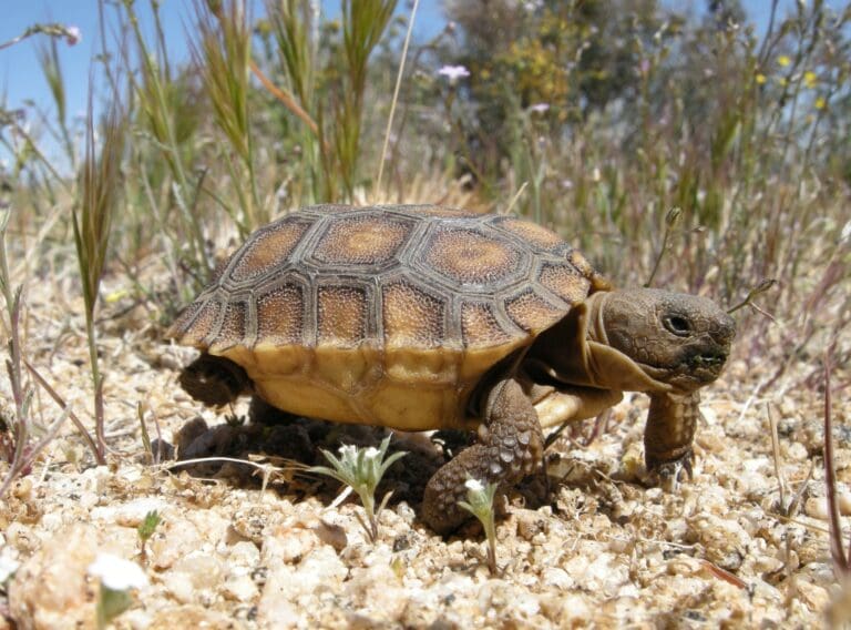A young desert tortoise walking across gravel
